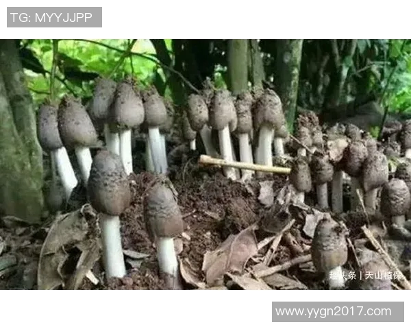 实时新闻深度对话杨军揭秘王者荣耀背后的奋斗与成长故事 实时新闻深度对话杨军揭秘王者荣耀背后的奋斗与成长故事